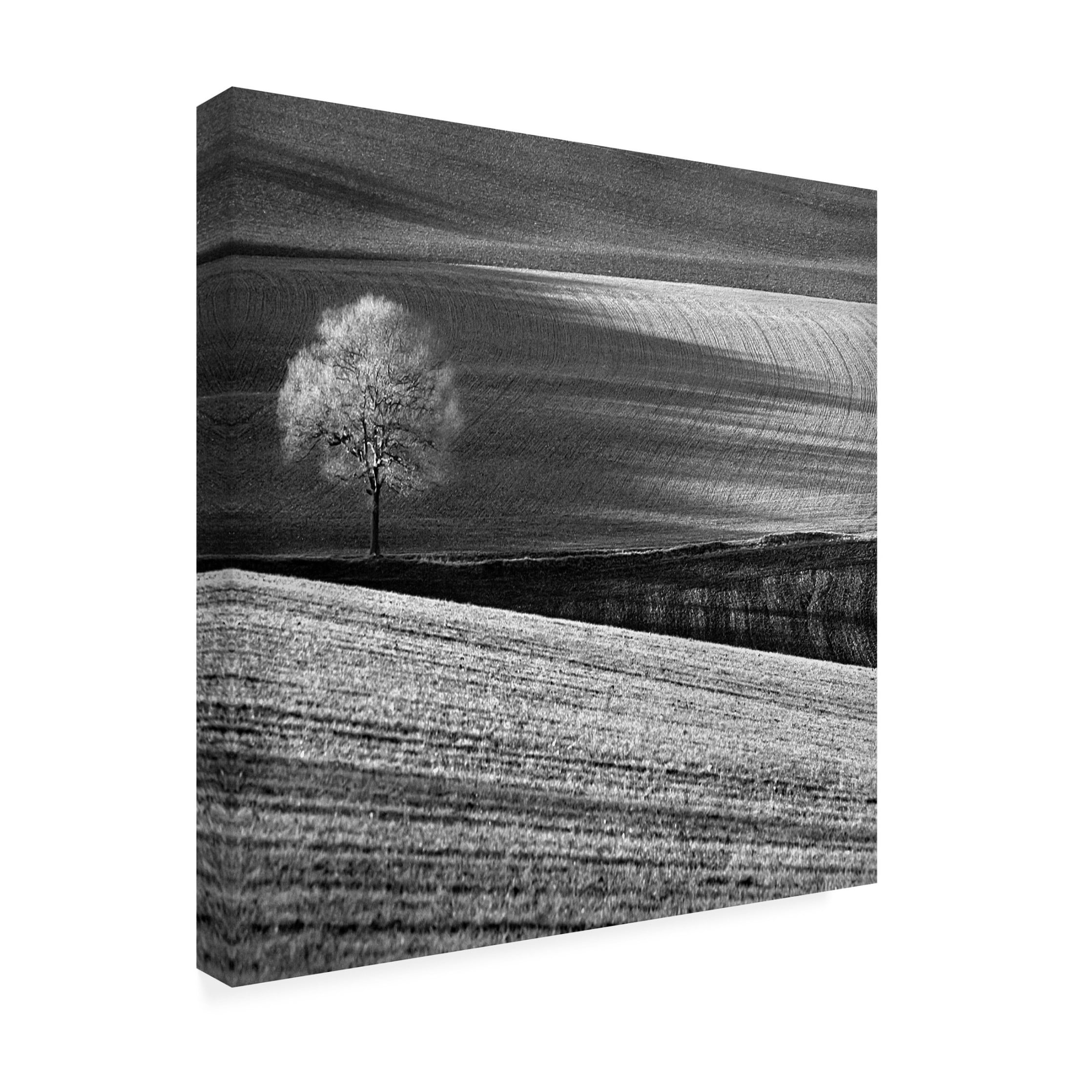Canvas Wall Art - Clive Collie 'Fields And Tree' Wall Art for Living Room, Bedroom, or Office D?cor by Trademark Fine Art - 18 x 18 Inches