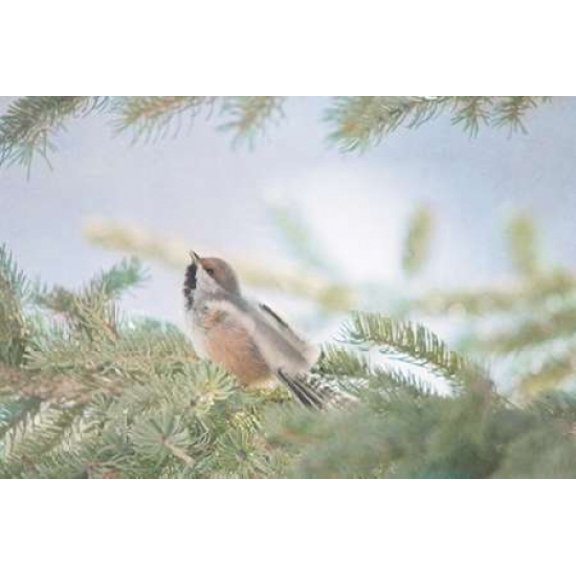 Songs of the Boreal Canvas Art - Roberta Murray (12 x 18)