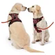 thumbnail image 2 of Pecheras Para Perros Con Correa Y Cinturón De Seguridad, 2 of 8