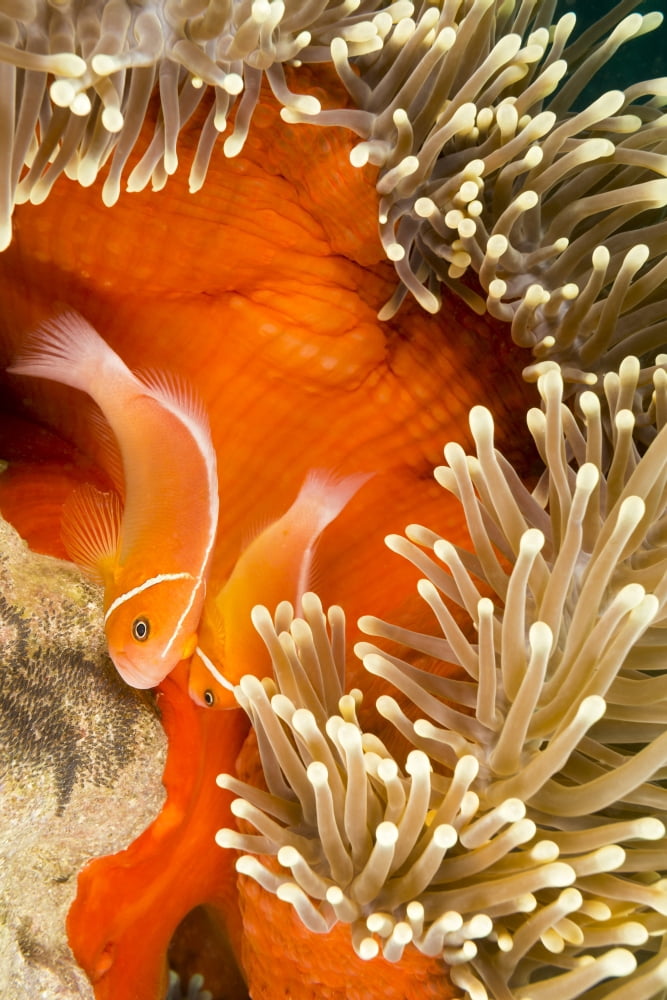 This common anemonefish (Amphiprion perideraion) most often found associated with the anemone (Heteractis magnifica) as pictured here male and female are tending to eggs recently attached to the botto
