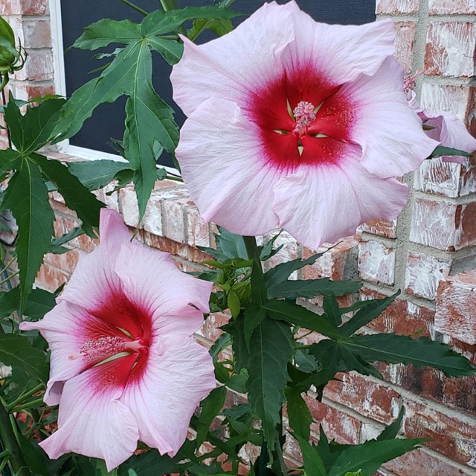 Hibiscus 'Japanese Lantern', Hibiscus schizopetalus live plant, 1
