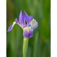 thumbnail image 2 of Pryor, Maresa 12x14 Black Ornate Wood Framed with Double Matting Museum Art Print Titled - Southern blue flag iris-Iris virginica-Loxahatchee National Wildlife Refuge-Florida, 2 of 4