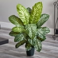 thumbnail image 5 of 34” Dieffenbachia Artificial Plant (Real Touch), 5 of 5