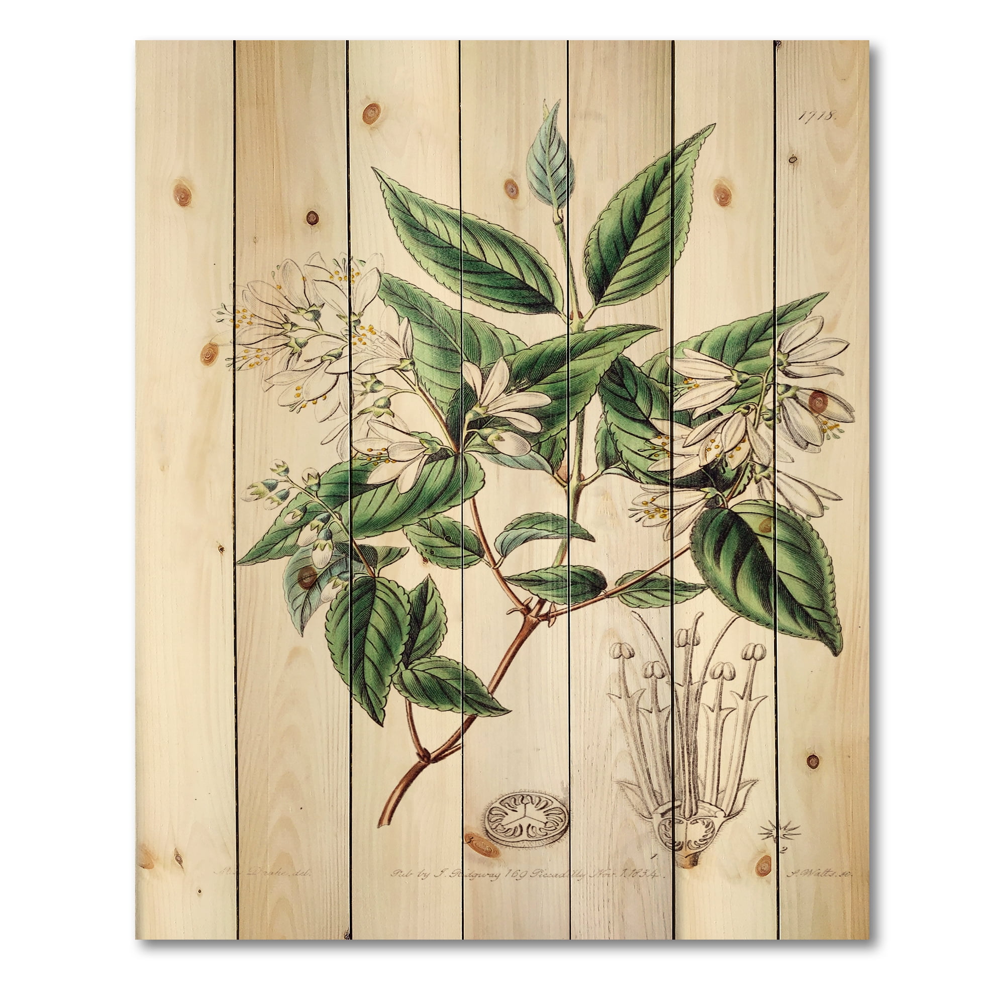 Designart 'Ancient Botanicals X' Traditional Print on Natural Pine Wood