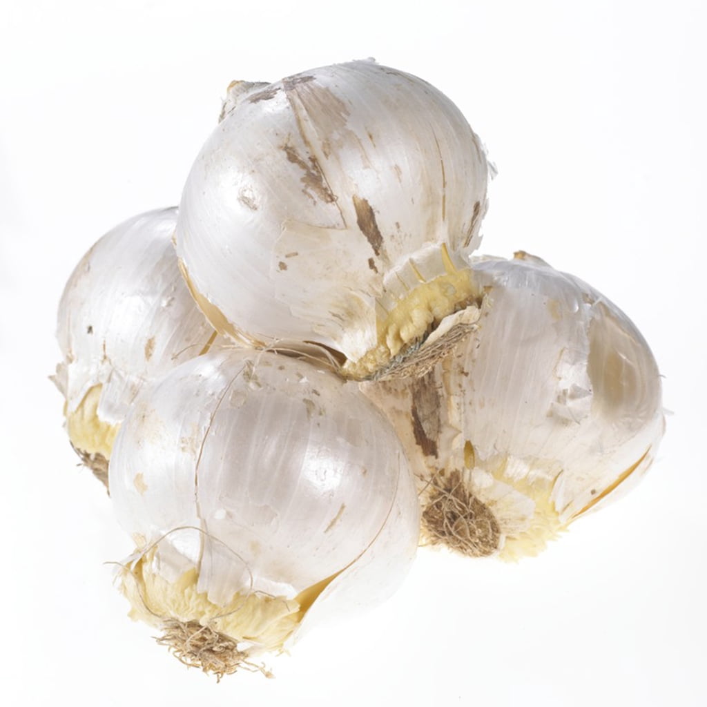 Van Zyverden Allium Schubertii Plant Bulbs (3 Count)