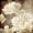 Unframed, variant on Art.com Art Floral Vintage Sepia Background with White Asters Art Print by Irina QQQ, 24" x 24"