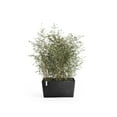 thumbnail image 4 of Ecopots Paris Durable Modern Rectangular Indoor/Outdoor Recycled Based Composite Flower Planter, Dark Grey, 23.5", 4 of 4