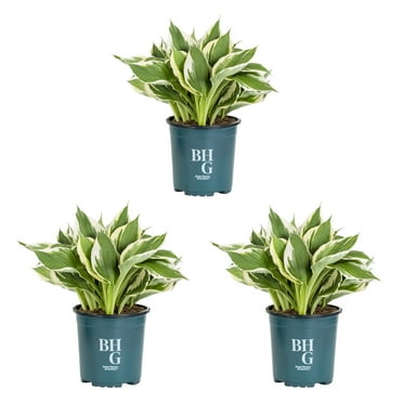 Better Homes & Gardens 2.5QT White Variegated Hosta Live Perennial Plant Shade 3-Pack
