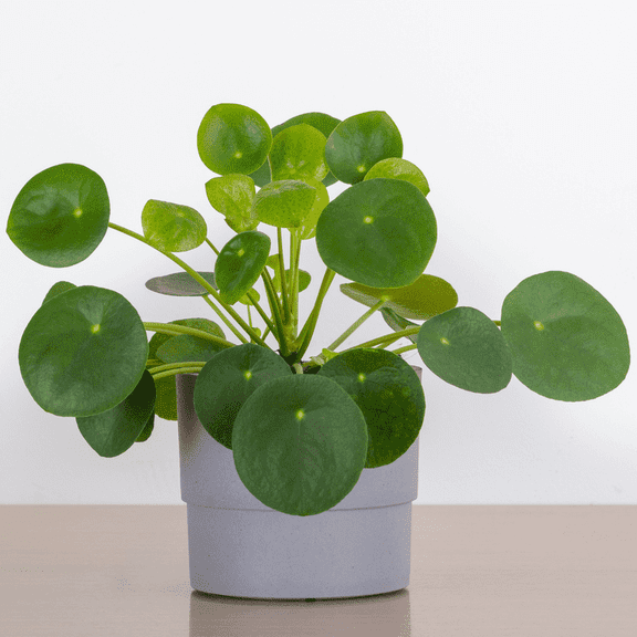 Money Live Plant, Pilea Peperomioides Live Plant, Peperomia pilea, 4-7 inches in Height, 4 inch Pot for Indoor Houseplant