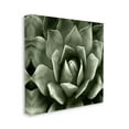 thumbnail image 3 of Stupell Industries Succulent Plant Close Up View Botanical & Floral Painting Gallery Wrapped Canvas Print Wall Art, 3 of 5