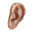 thumbnail image 3 of Xuanheng Human Ear Ear Teaching Model for Learning Demonstration Training Left, 3 of 8