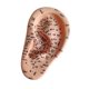 thumbnail image 3 of Accesorios de acupuntura para oído humano, herramienta profesional para práctica de masajes para demostración Izquierda, 3 of 9