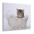 thumbnail image 5 of Cute Main Coon Kitten Bathee Canvas Wall Art  for Home Decor Ready-to-Hang, 5 of 18