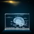 thumbnail image 2 of Diagrama de estructura anatómica con adornos artesanales, modelo de cerebro en inglés, cuerpo humano médico con grabado de cristal 3D, 2 of 3