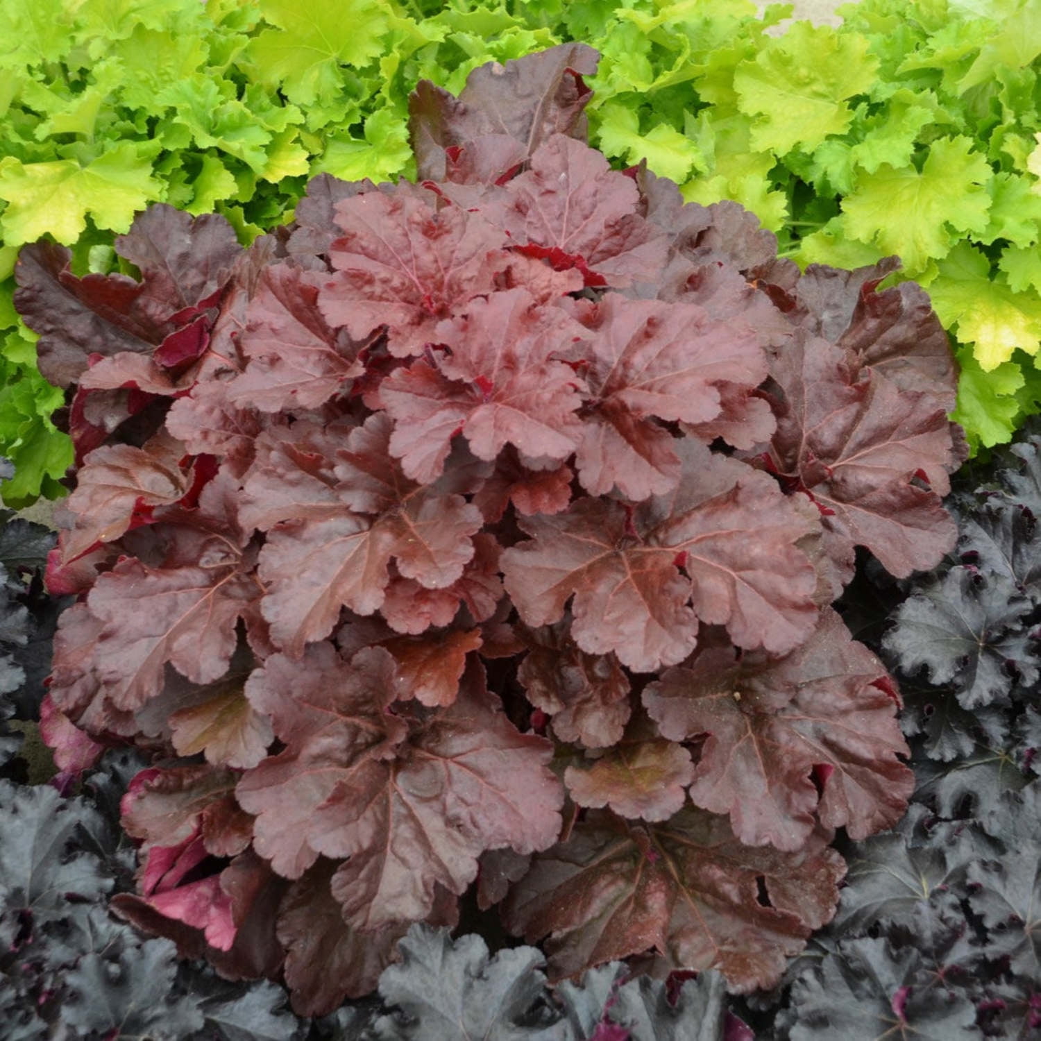 Proven Winners 6" Red Primo 'Mahogany Monster' Coral Bells Live Plant in 6.5" Pot