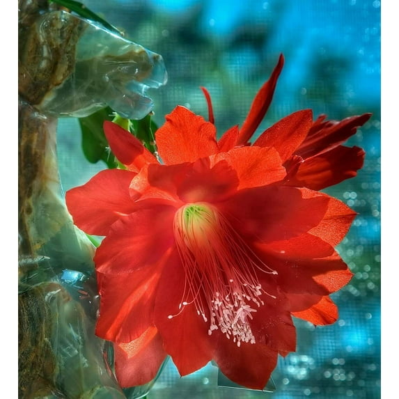 Horse Flower - CANVAS OR FINE PRINT WALL ART