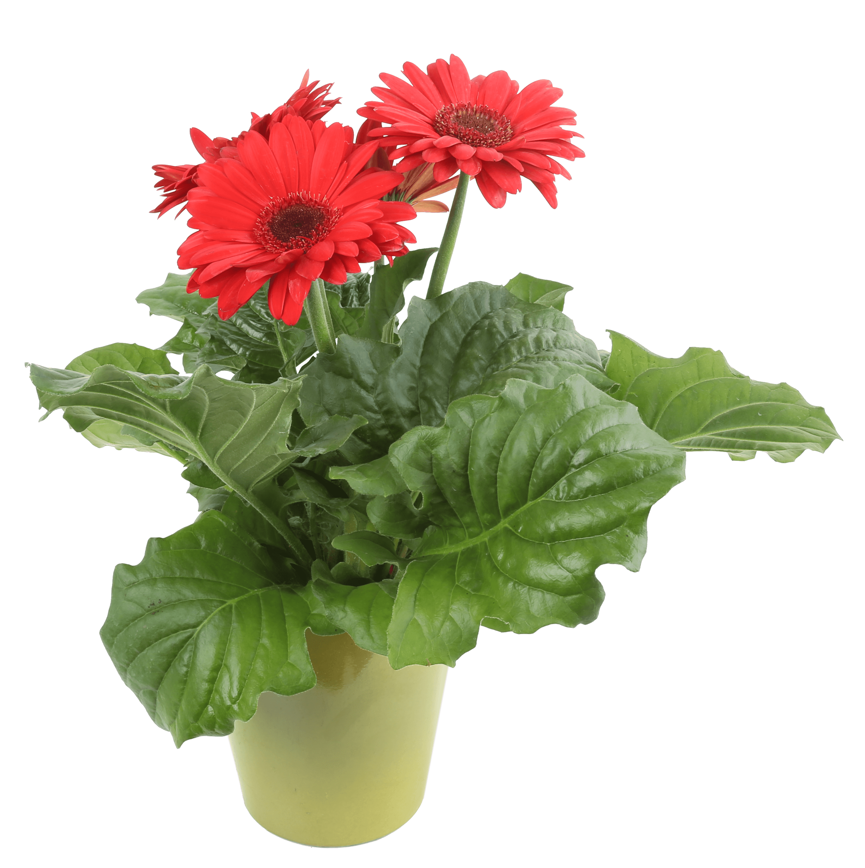 Costa Farms Live Indoor 1qt Red Gerbera Decor Pot Walmart Com Walmart Com