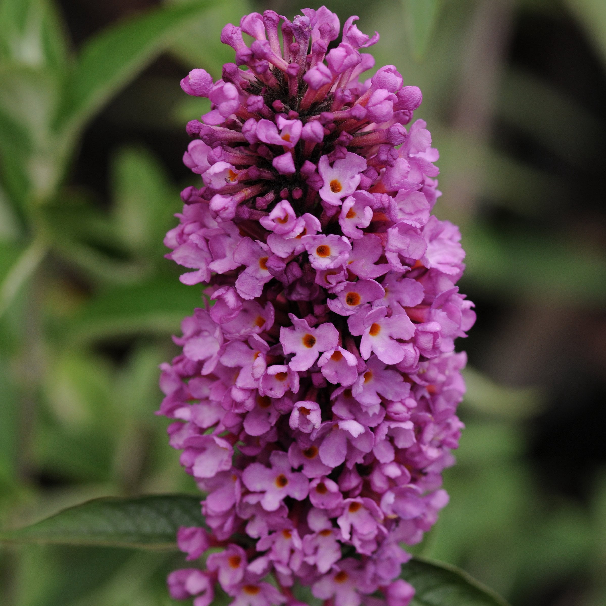 4 in. Buddleia Tutti Fruiti Live Shrub with Multicolor Flowers (3-Pack)