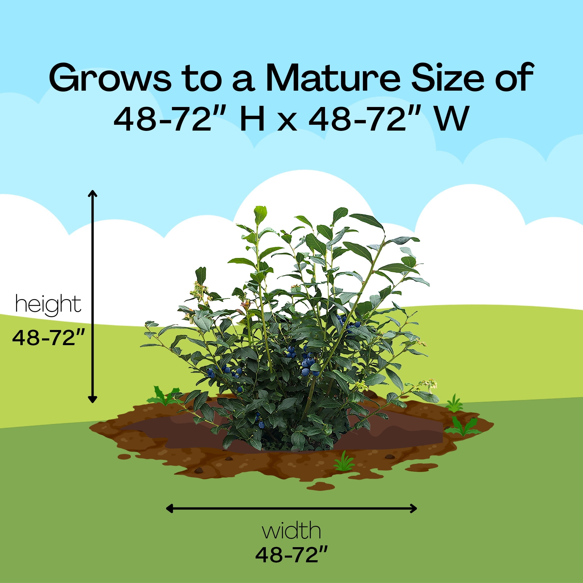Expert Gardener Blueberry O'Neal Live Shrub (2.25 Gallon)