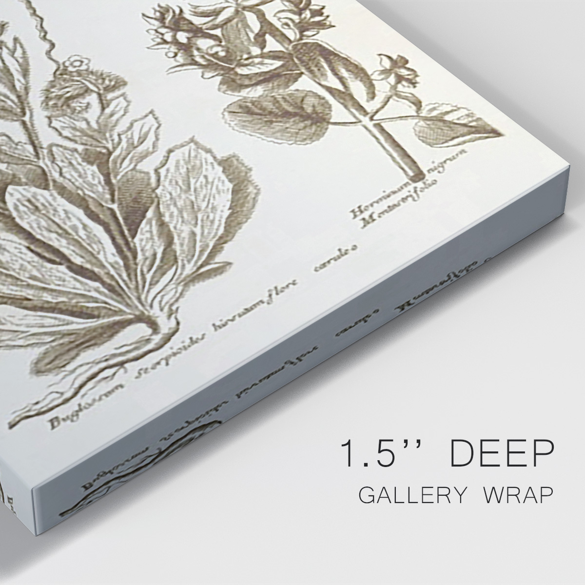 Sepia Botanical Journal IV Premium Gallery Wrapped Canvas - Ready to Hang