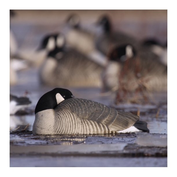 Greenhead Gear ProGrade Goose Decoy,Honker Shells/Sleeper Pack,Dozen