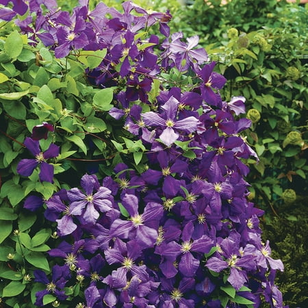 Purple garden and outdoor - Van Zyverden Clematis Jackmanii Set of 1 Plant Purple Partial Sun Deer Resistant 1 lb