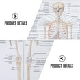 thumbnail image 4 of 1pc Human Skeletal Muscle Teaching Picture Anatomy Poster Anatomy Painting, 4 of 4