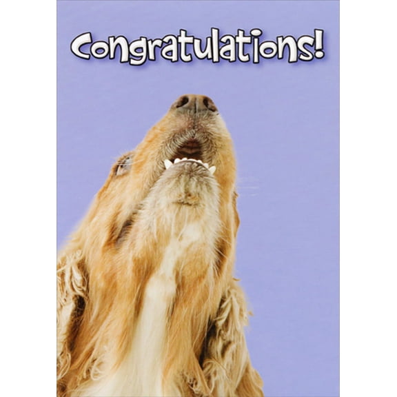 Designer Greetings Dog Looking Up Funny / Humorous Congratulations Card