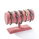 thumbnail image 5 of Soporte de exhibición T-bar Qarigey organizador joyería almacenamiento Rosa, 5 of 6