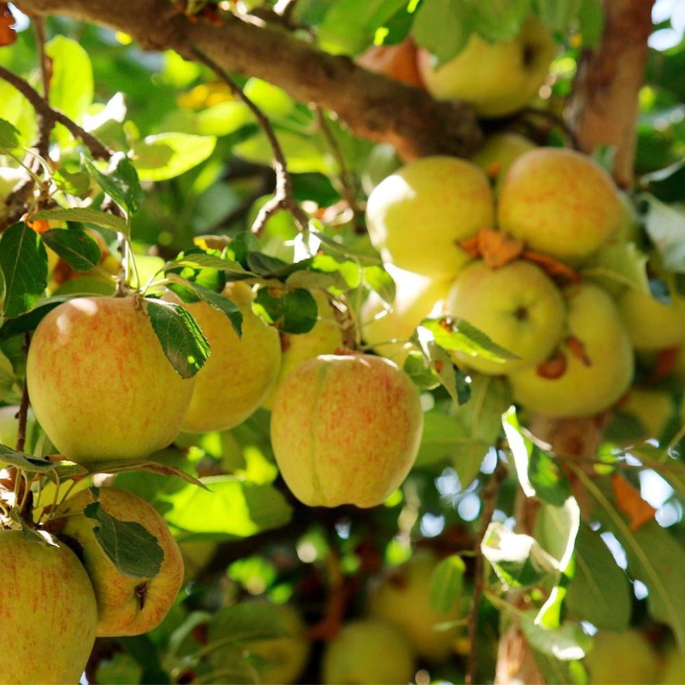 Expert Gardener 3-4 ft tall Honey Gold Apple Live Tree in 7-Gallon Grower Pot