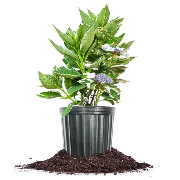 Perfect Plants Variegated Macrophylla Hydrangea 3 Gallon