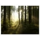 Tôt le Matin Soleil dans la Forêt Brumeuse - Photographie de Paysage Impression sur Toile – image 2 sur 3