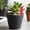 🎁 Red_New#478, variant on Succulent Plant Labels for Gardening – Waterproof Plastic Single-Line Tags with Stakes for Indoor Outdoor Potted Plants and Nurseries