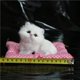 thumbnail image 1 of Un gato simulado llamará a un gato dormido, almohadilla de tela, regalo para gatos, manualidades para gatos, juguetes, adornos para autos, 1 of 6