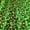 Kelly Green / Gold, variant on Metallic Church Cross Brocade Fabric 60" Wide 100% Polyester Sold By The Yard Many Colors (Kelly Green / Gold)