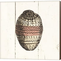 Shell Sketches IV Shiplap by Wild Apple Portfolio, Canvas Wall Art