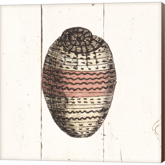 Shell Sketches IV Shiplap by Wild Apple Portfolio, Canvas Wall Art