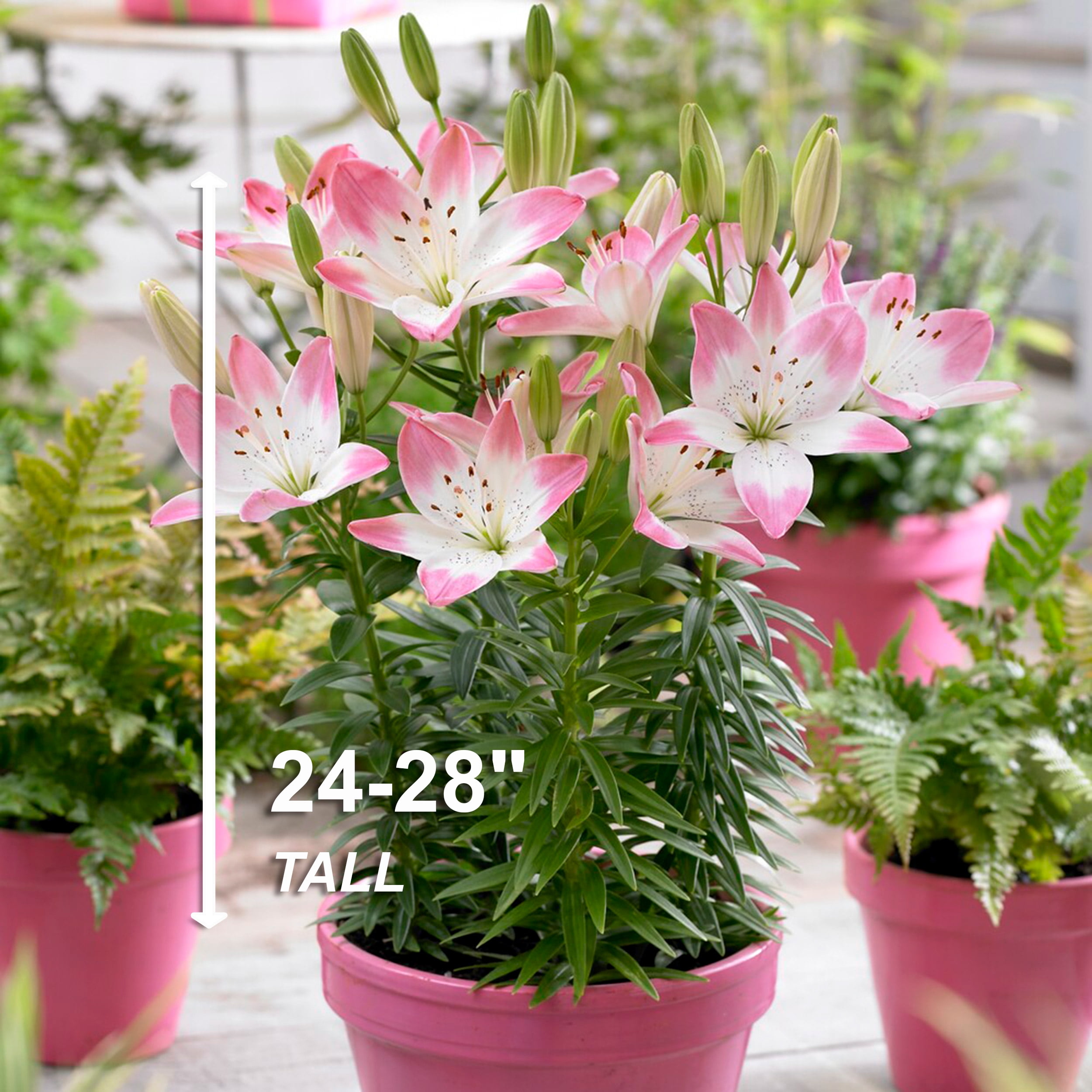 Garden State Bulb Sugar Love Asiatic Lily Flower Bulbs, 14/16cm, Spring Planting (Bag of 20)