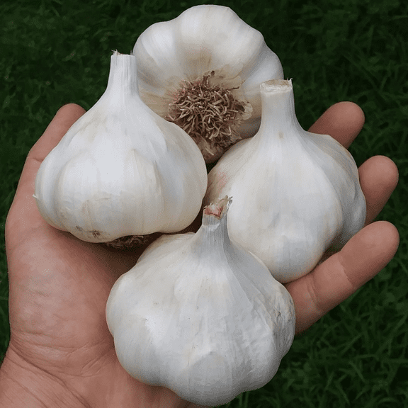 Pack 4 White Softneck Garlic Bulbs, Garlic Bulbs for Fall Planting in Garden or Container