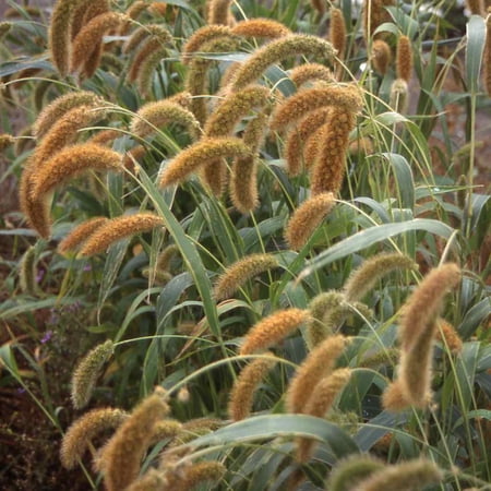 Setaria Macrocheata Seeds - Foxtail Millet Ornamental Grass Seed - 10000 Seeds
