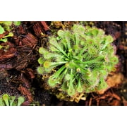 10 * Seeds * CARNIVOROUS SUNDEW Plant Drosera Flower Seeds