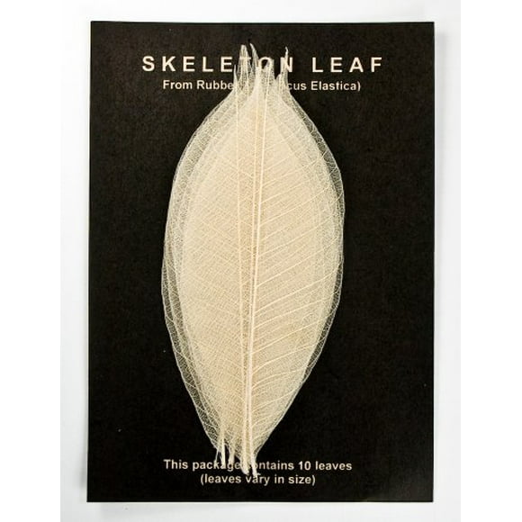 Skeleton Leaves- Pack of 10 Natural Rubber Tree Leaves