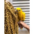 thumbnail image 4 of Worlds Freshest GMO-Free, Sun Dried Spray Millet No Stems Only Edible - Tops-Original Bird Treat and Supplement for Pet Birds Parakeets, Cockatiels, Lovebirds and Finches - 5lbs, 4 of 8