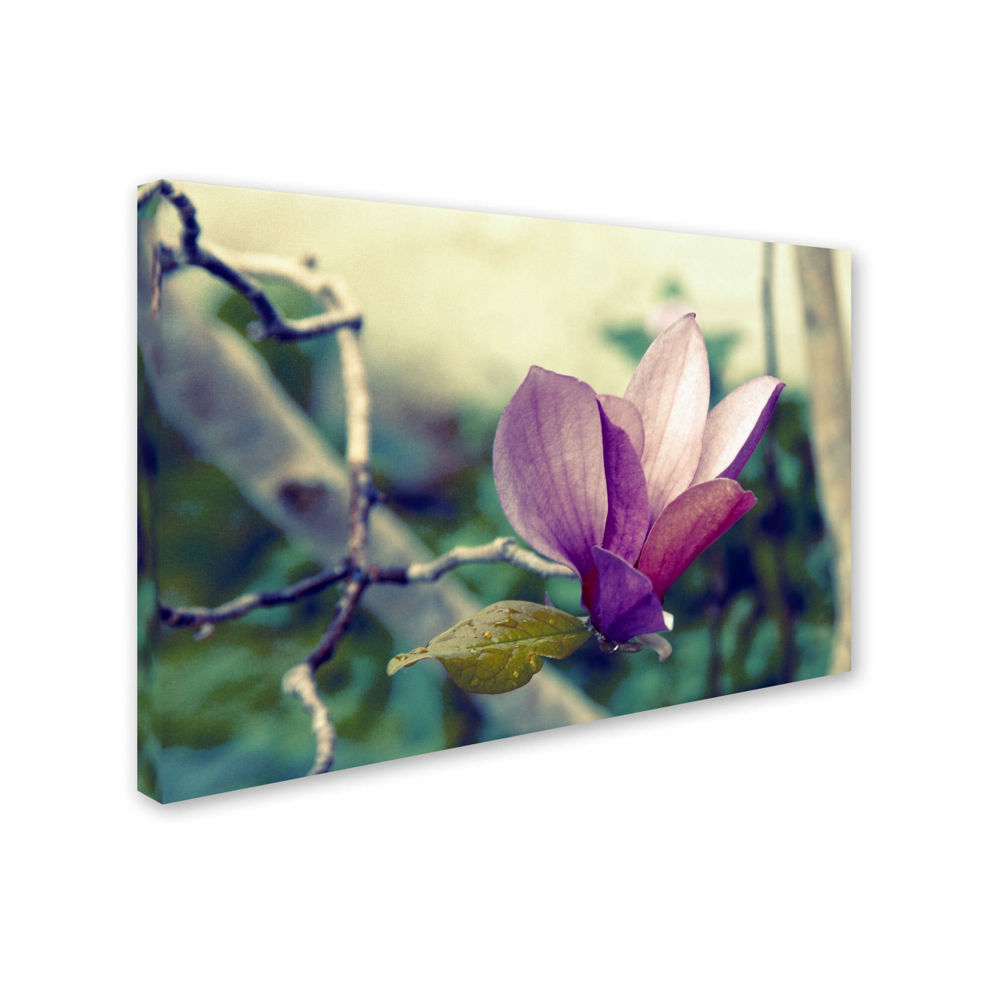 Trademark Fine Art "Pink Magnolia" Canvas Art by Patty Tuggle