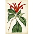 thumbnail image 2 of Curtis 23x32 Black Ornate Wood Framed with Double Matting Museum Art Print Titled - Tangerine Floral IV, 2 of 4