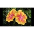 thumbnail image 4 of GSDWIUEW Glamaours 150pcs Japanese Hibiscus Seeds, 4 of 4
