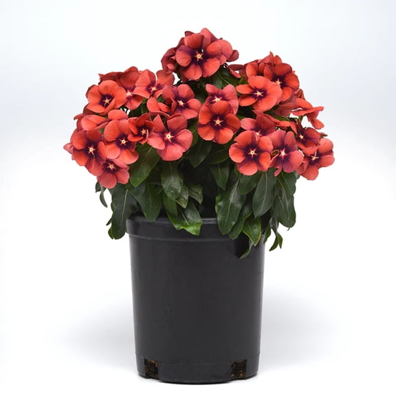 Vinca Tattoo™ Tangerine Seed