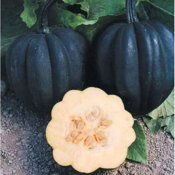 Autumn Delight Squash Seeds for Planting (10 Seeds) - Exotic and Hard to Find Black Squash