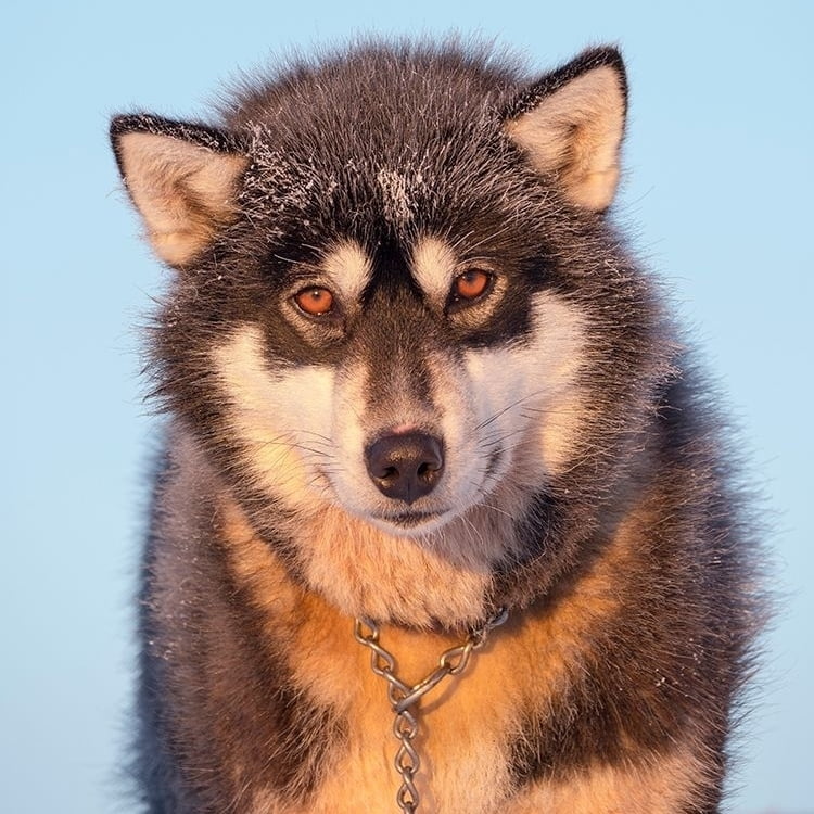 Sled dog during winter in Uummannaq in Greenland Dog teams are still draft animals by Martin Zwick - Item # VARPDXGR01MZW2130 Sled dog during winter in Uummannaq in Greenland Dog teams are still draft animals by Martin Zwick - Item # VARPDXGR01MZW2130
