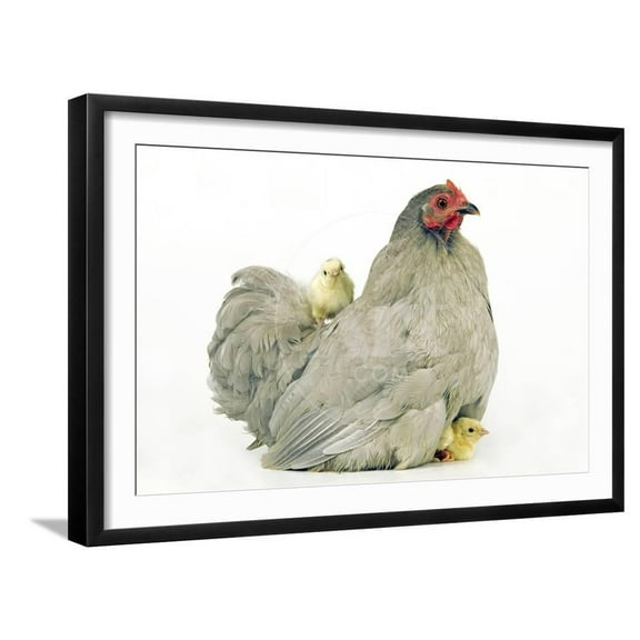 Domestic Chicken Hen and Chicks, Animals Scenic Framed Art Print Wall Art Sold by Art.Com
